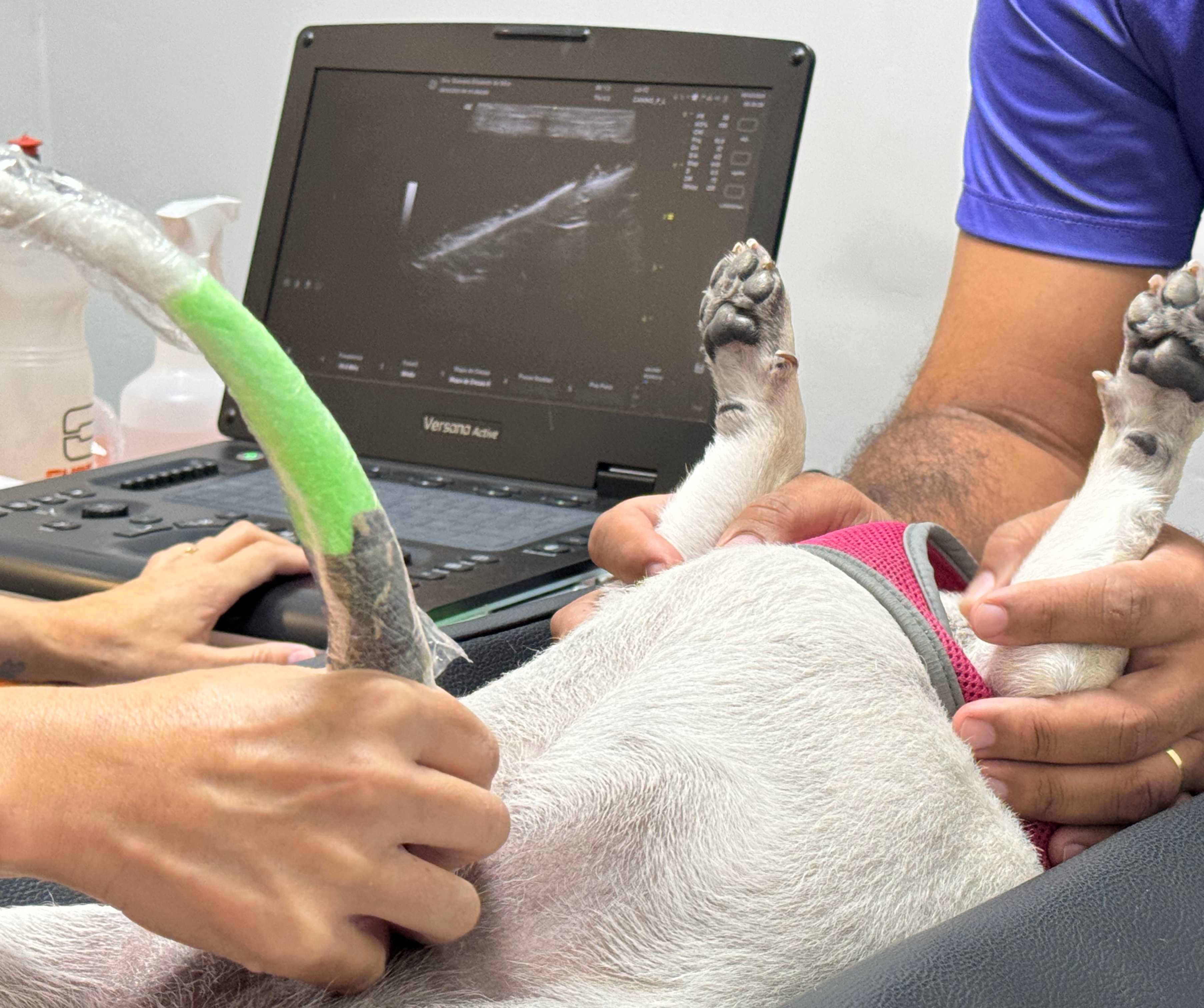 Ultrassom Landing Image